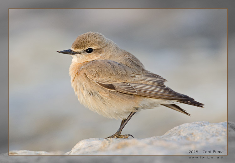 Culbianco isabellino?
