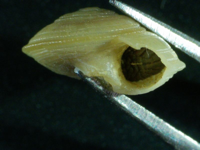 ID