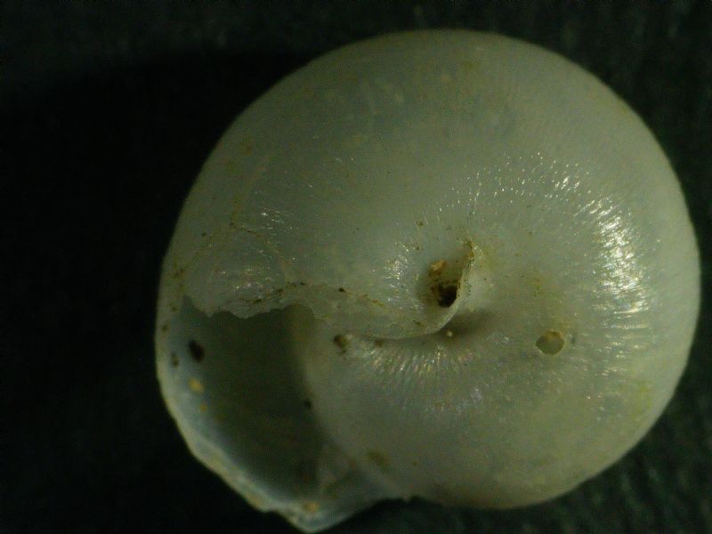 ID