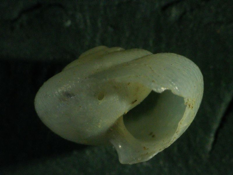 ID