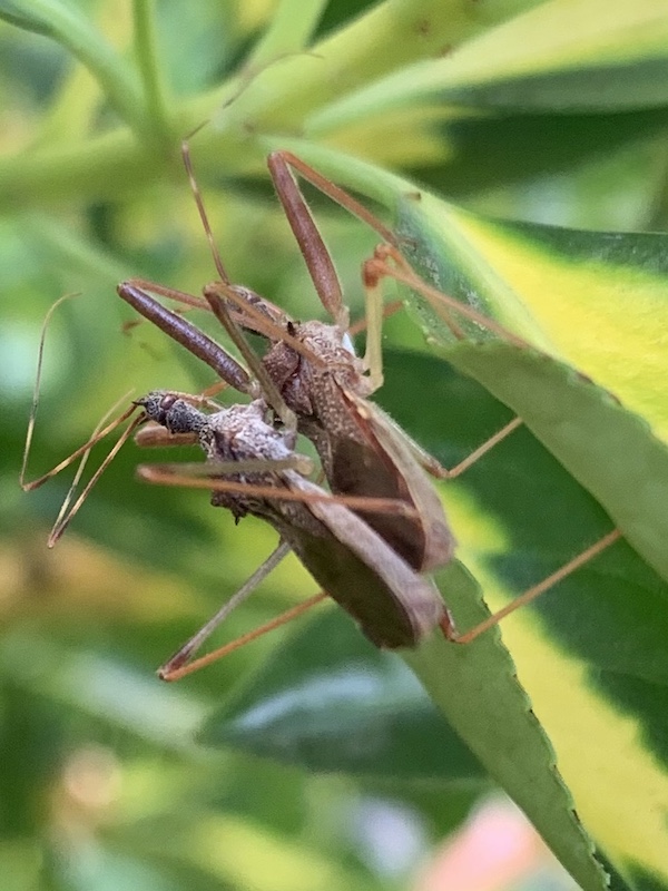 Reduviidae: Nagusta goedelii NUOVA PER L''ITALIA