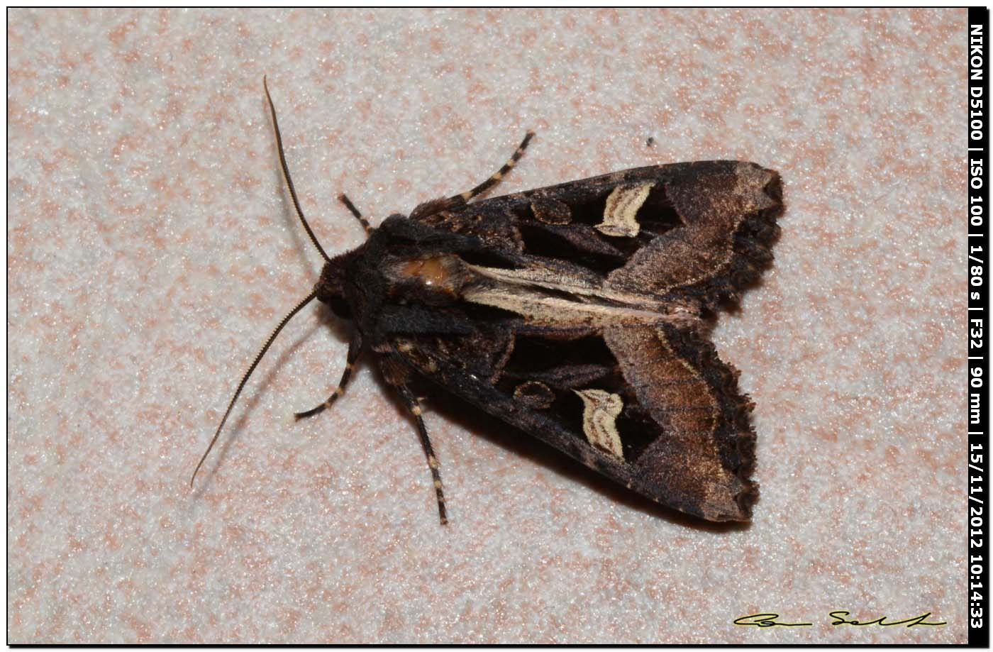 Noctuidae da id.
