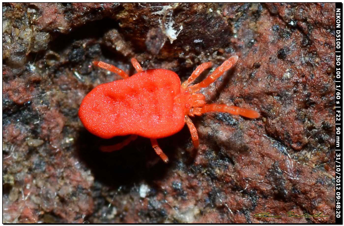 Balaustium sp.? No. Trombidiidae