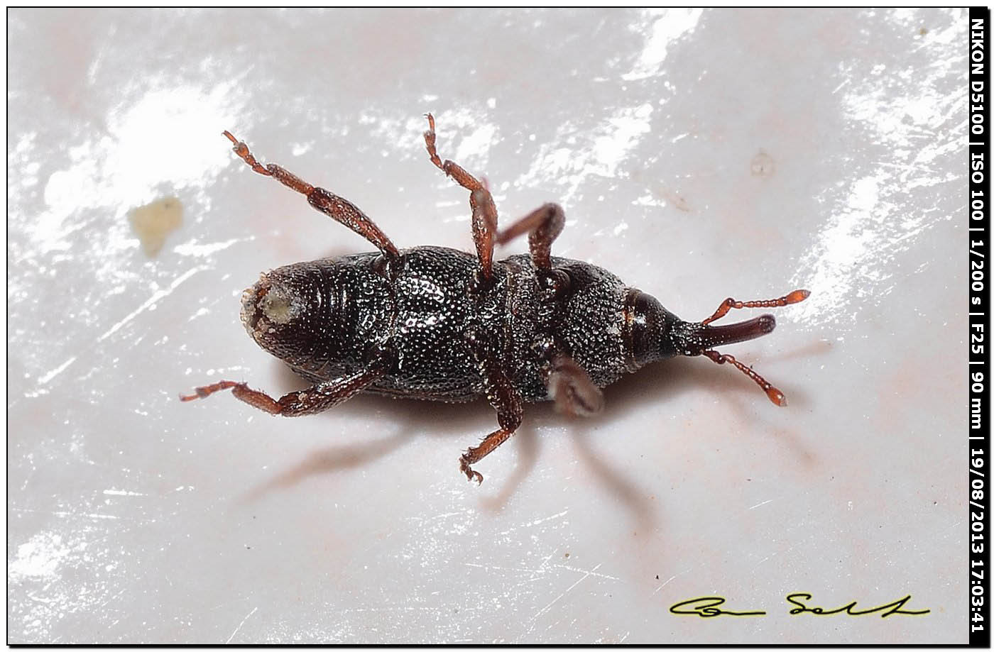 Sitophilus oryzae