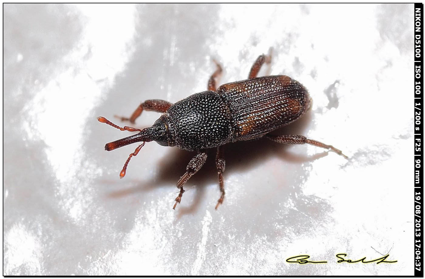 Sitophilus oryzae