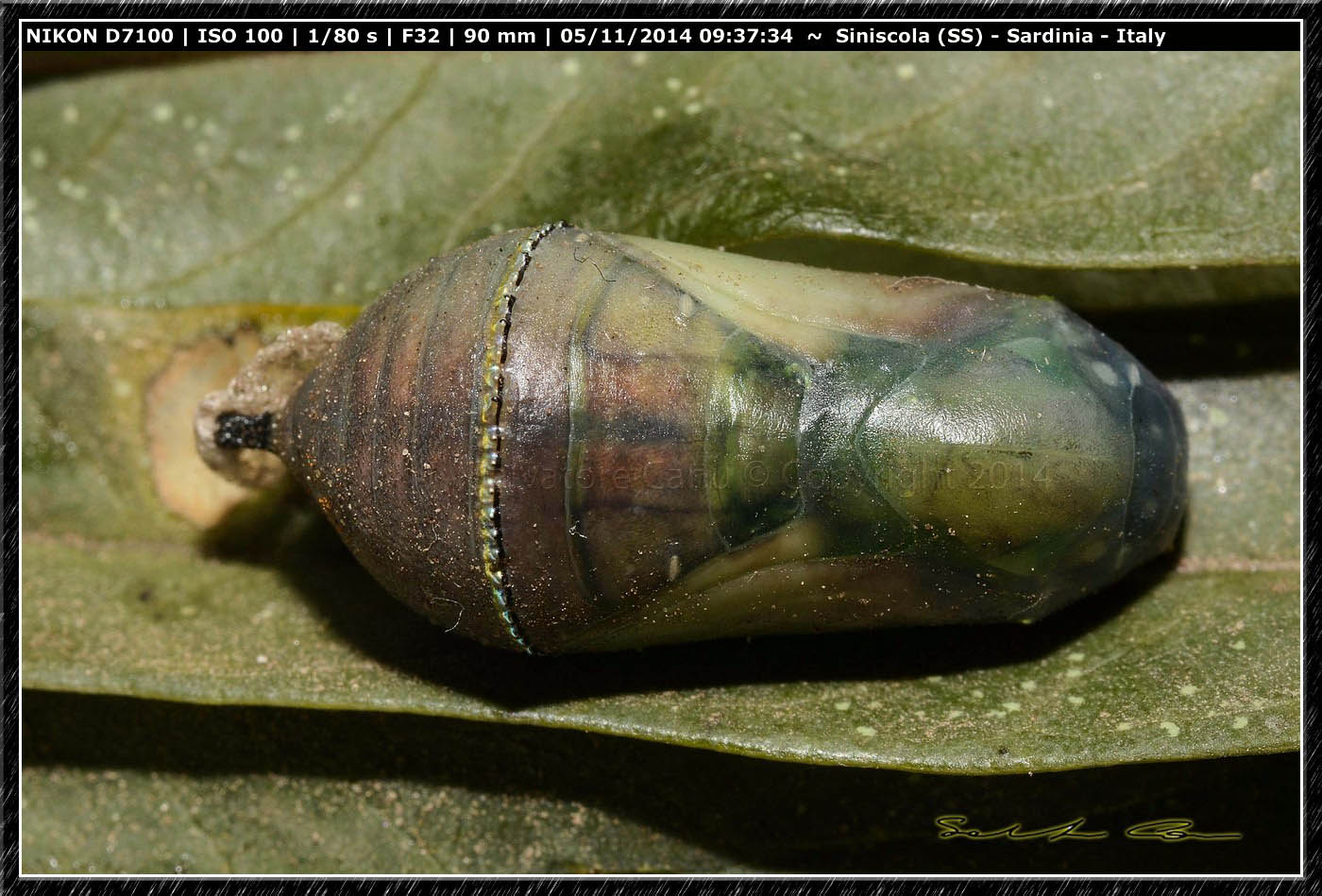 Pupa di Danaus (Anosia) chrysippus