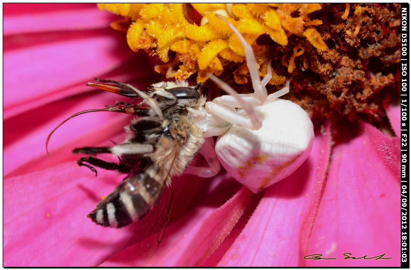 Thomisus onustus preda imenottero