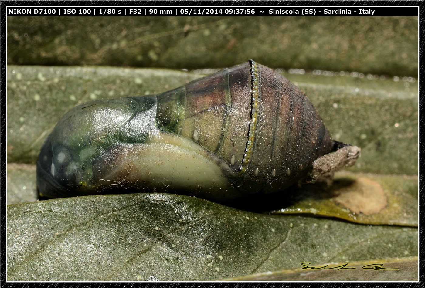 Pupa di Danaus (Anosia) chrysippus