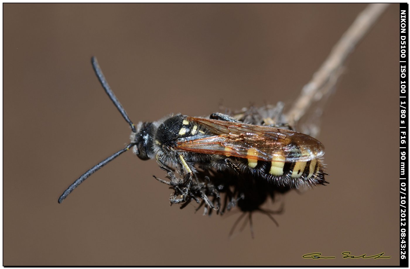 Crabronidae? No. Maschio di Colpa sexmaculata (Scoliidae)