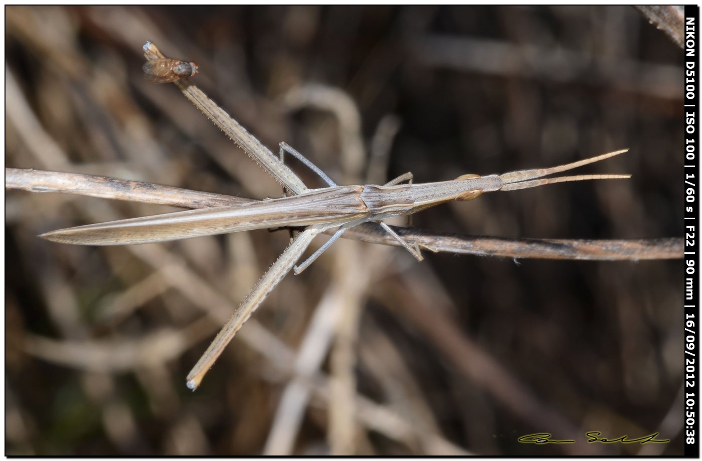 Mix di Acrididae