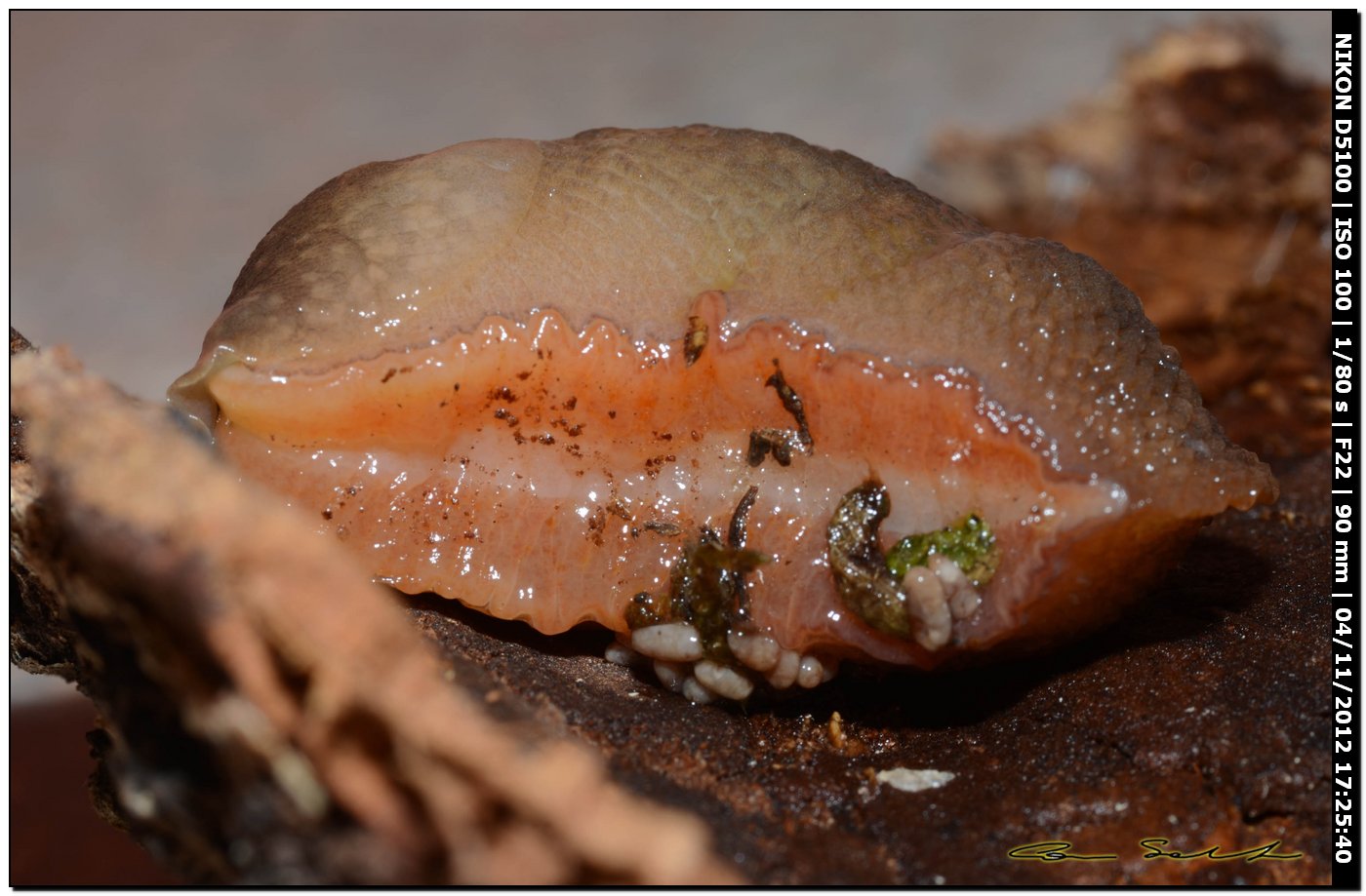 Limax del gruppo corsicus da Ittiri/Sardegna