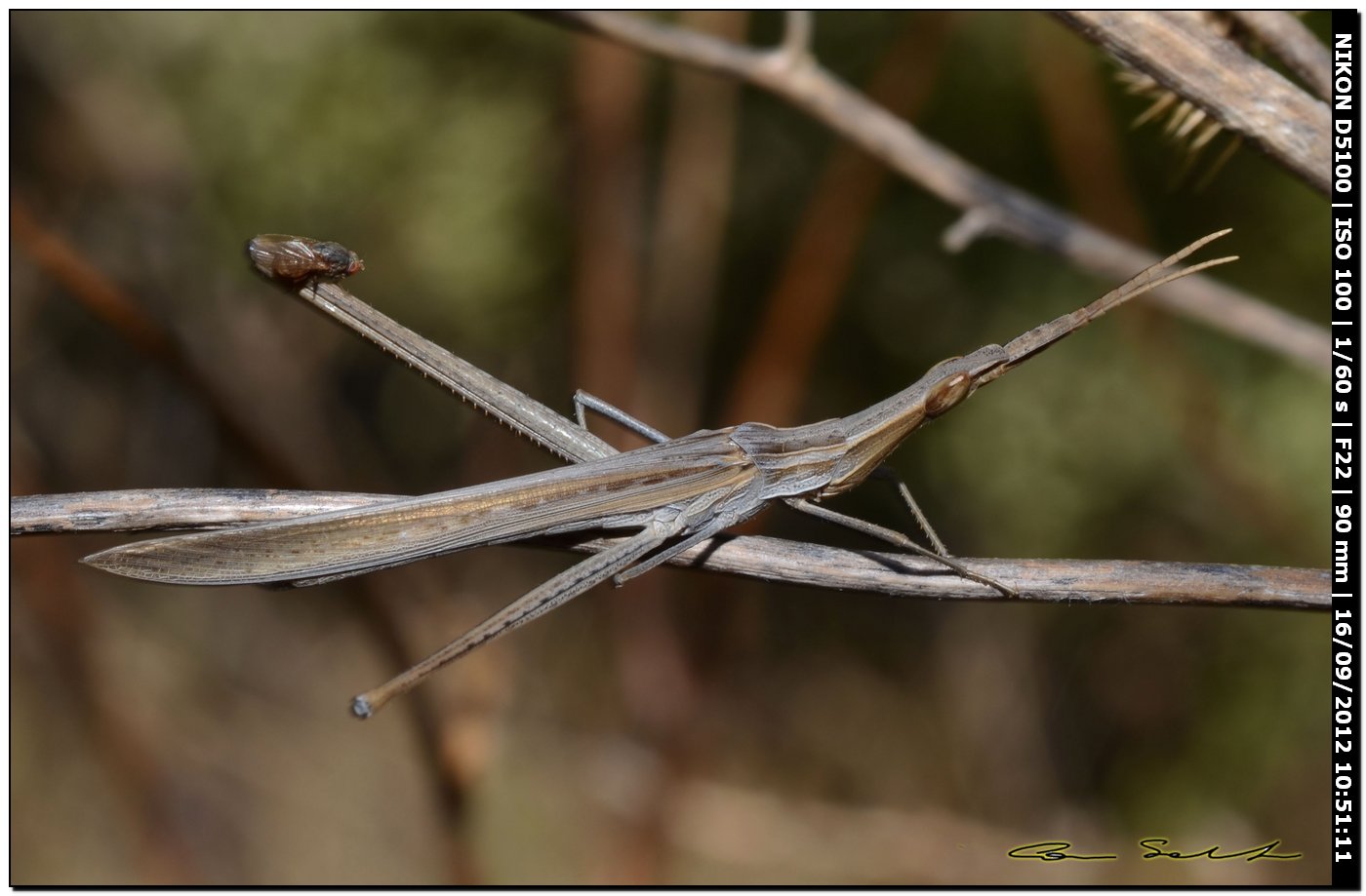 Mix di Acrididae