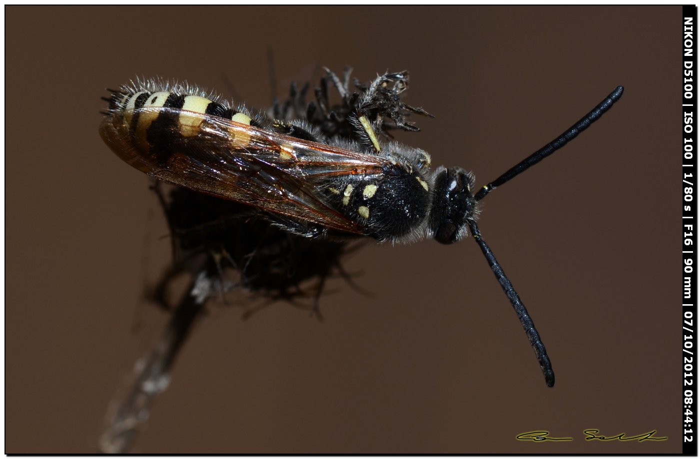 Crabronidae? No. Maschio di Colpa sexmaculata (Scoliidae)