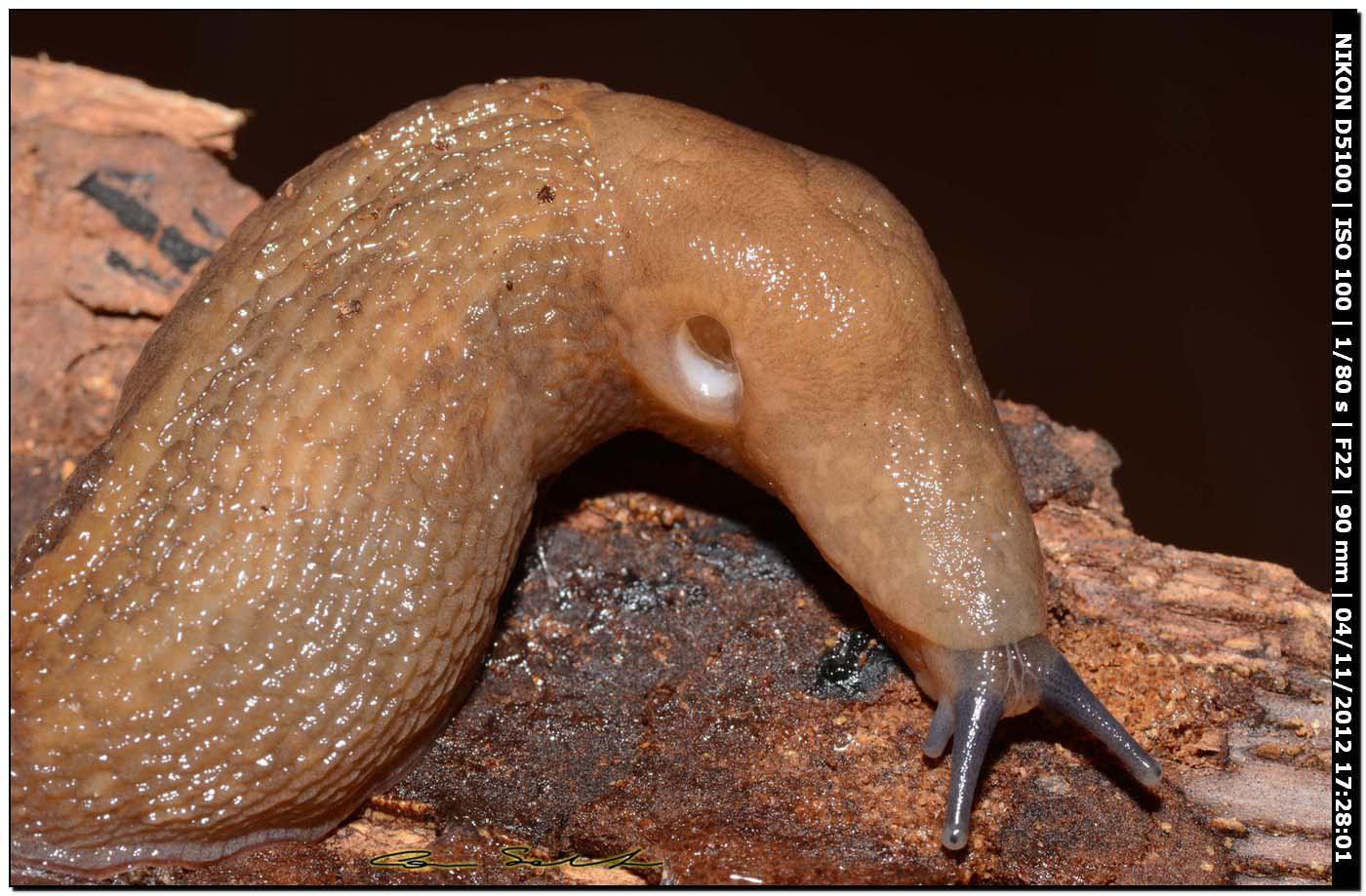 Limax del gruppo corsicus da Ittiri/Sardegna