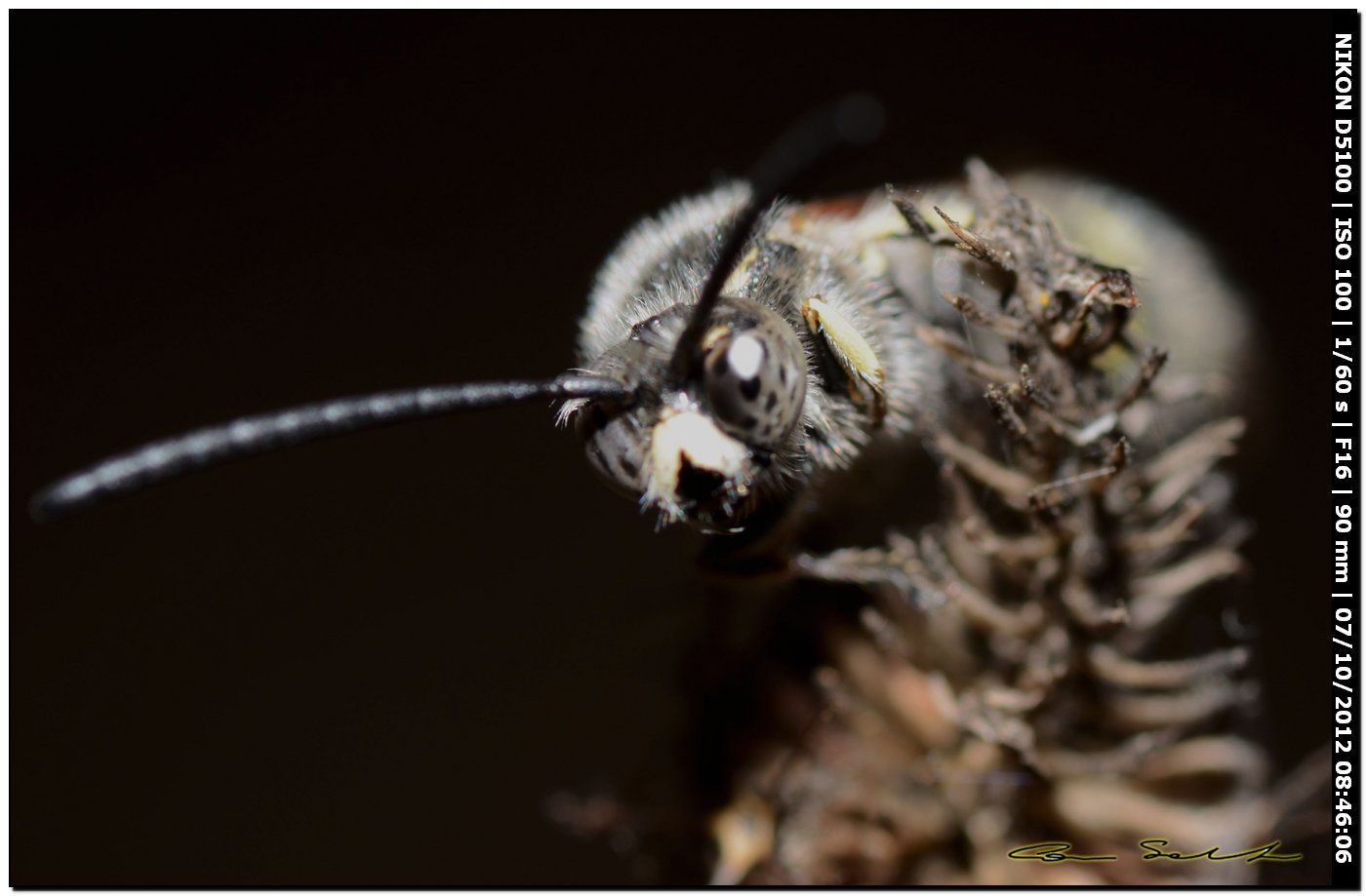 Crabronidae? No. Maschio di Colpa sexmaculata (Scoliidae)