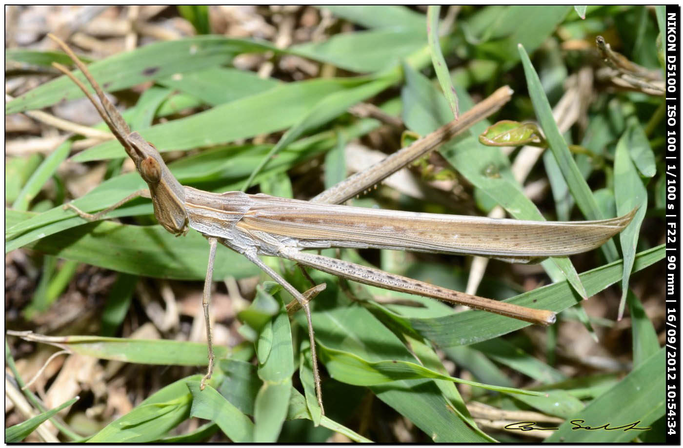 Mix di Acrididae