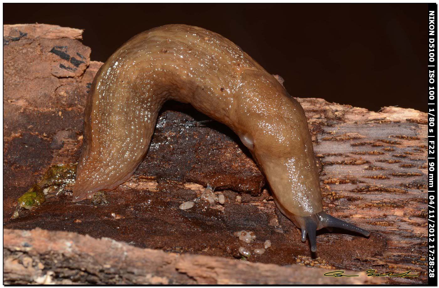 Limax del gruppo corsicus da Ittiri/Sardegna