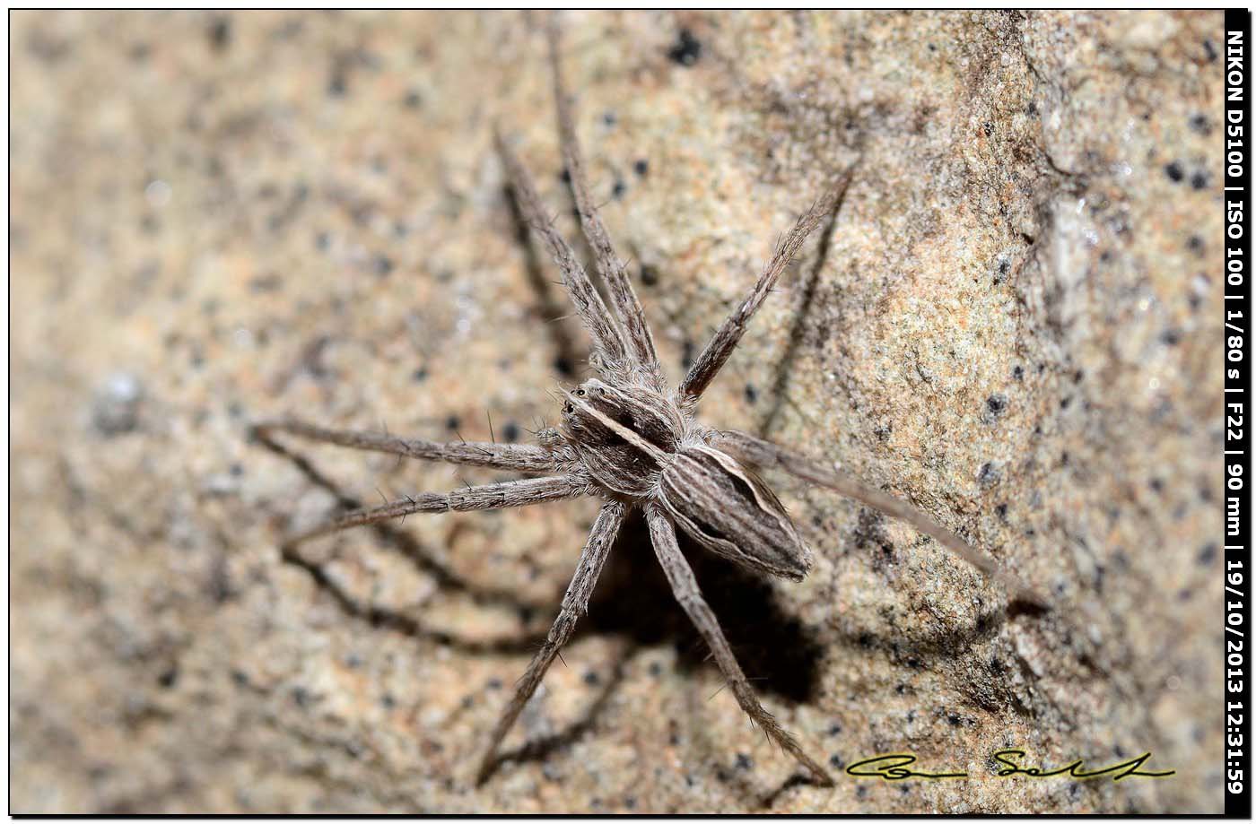 Pisaura sp. - Usini (SS)