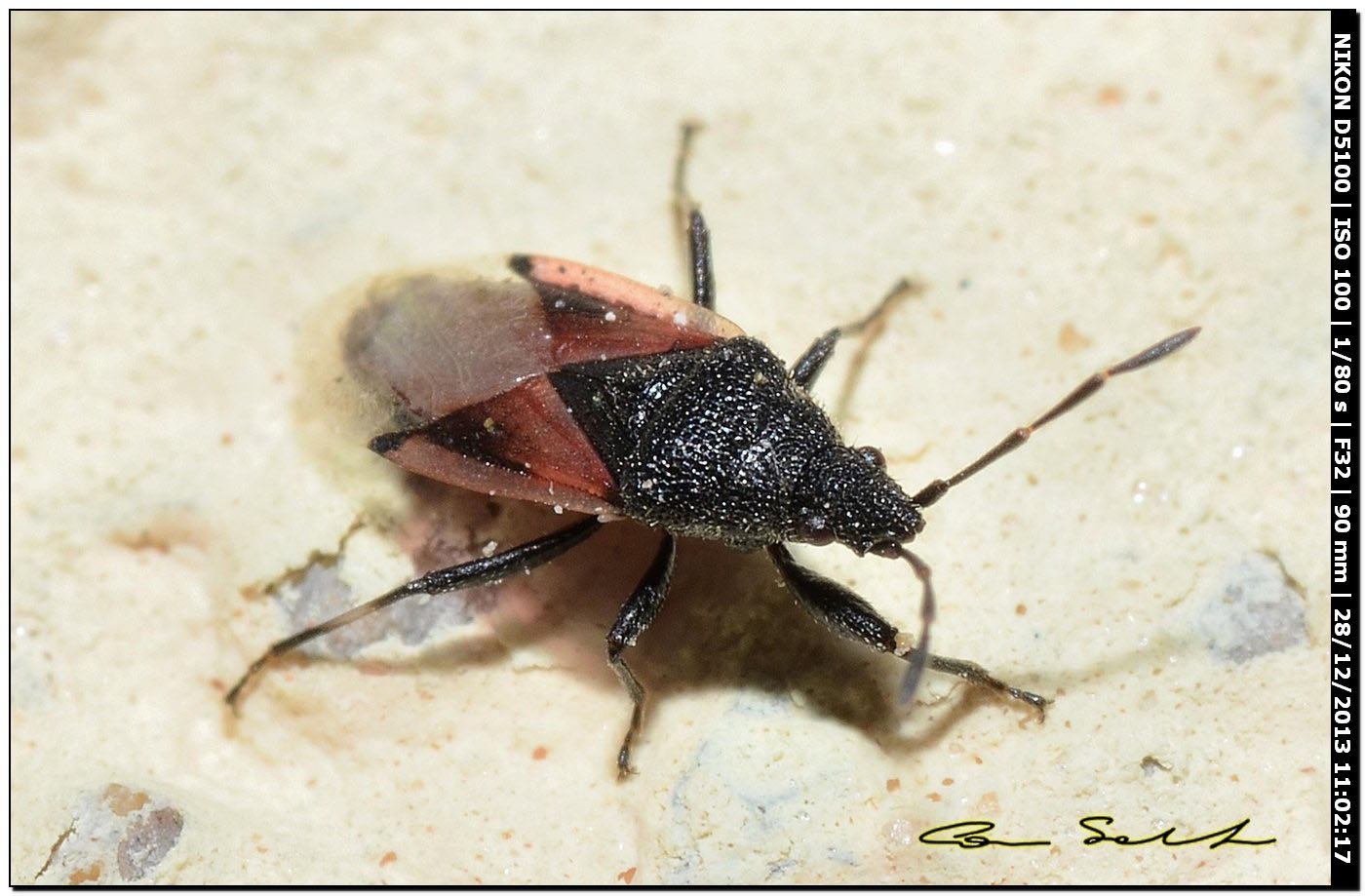 Lygaeidae: Oxycarenus lavaterae di Alghero (SS)