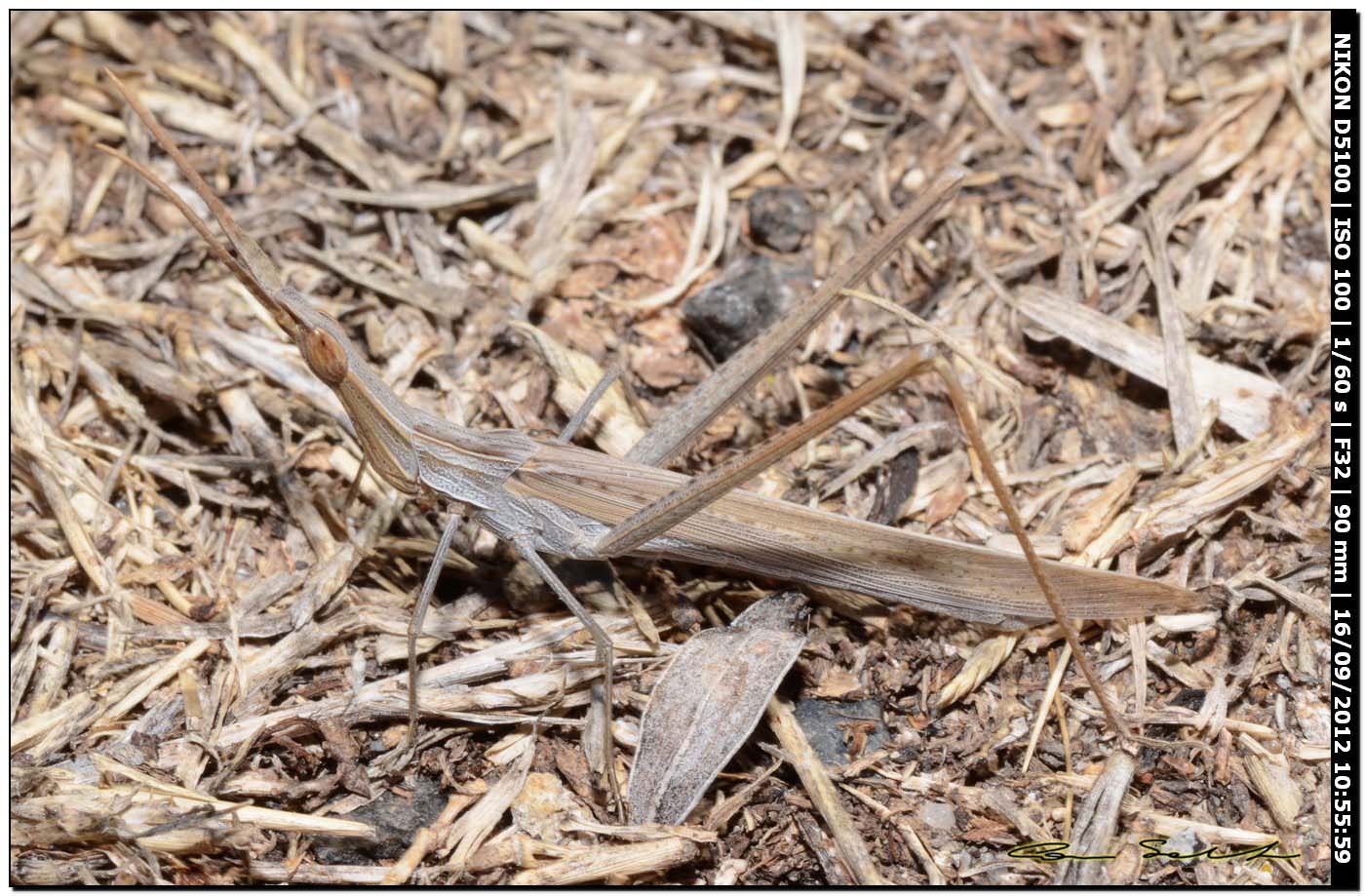 Mix di Acrididae