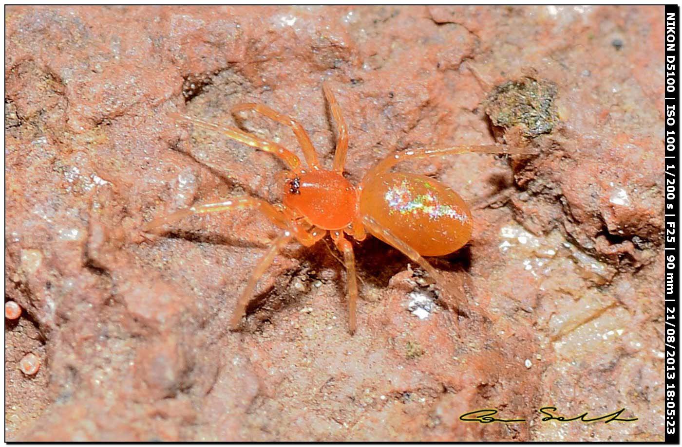 Oonops sp. - Valverde (Alghero, SS)