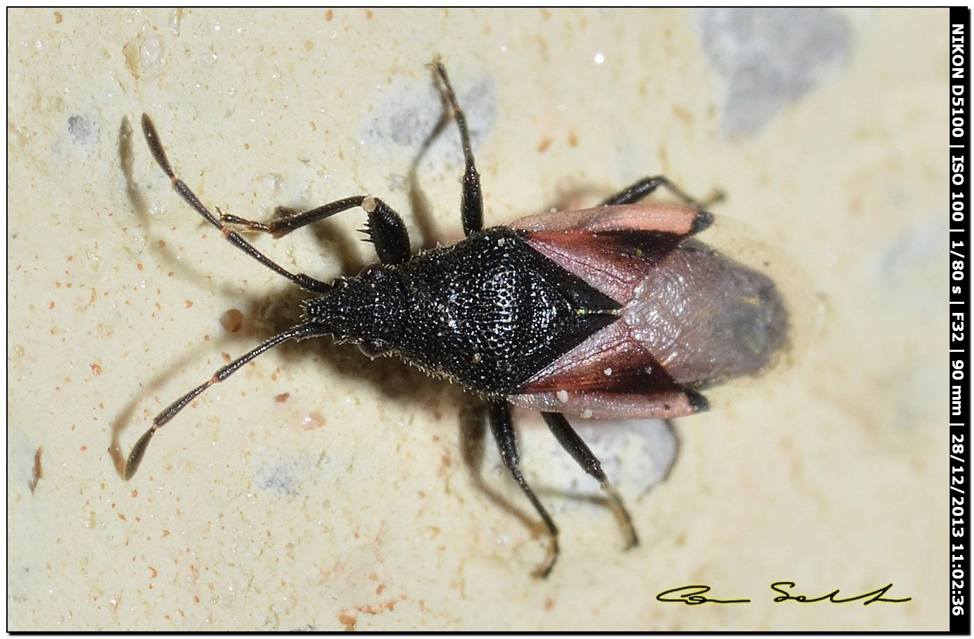 Lygaeidae: Oxycarenus lavaterae di Alghero (SS)