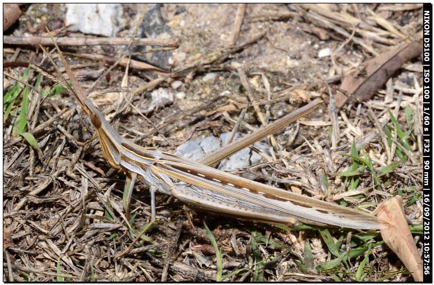 Mix di Acrididae