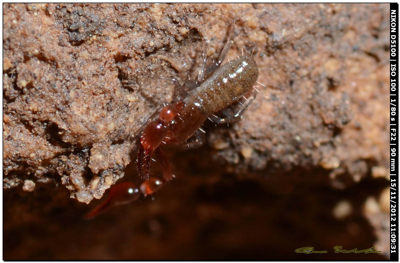 Chthoniidae? No. Neobisiidae