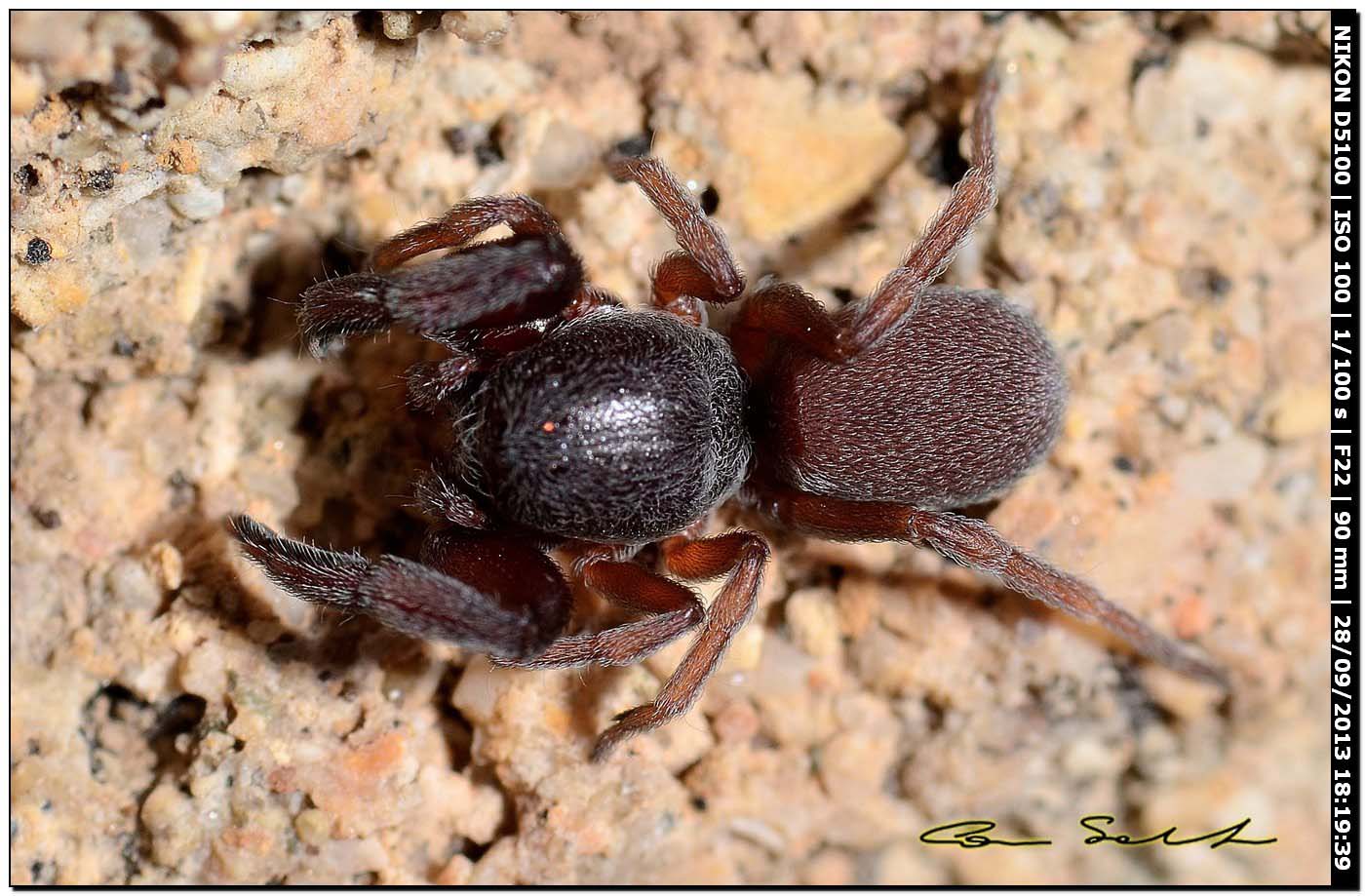 Palpimanus gibbulus - Alghero (SS)