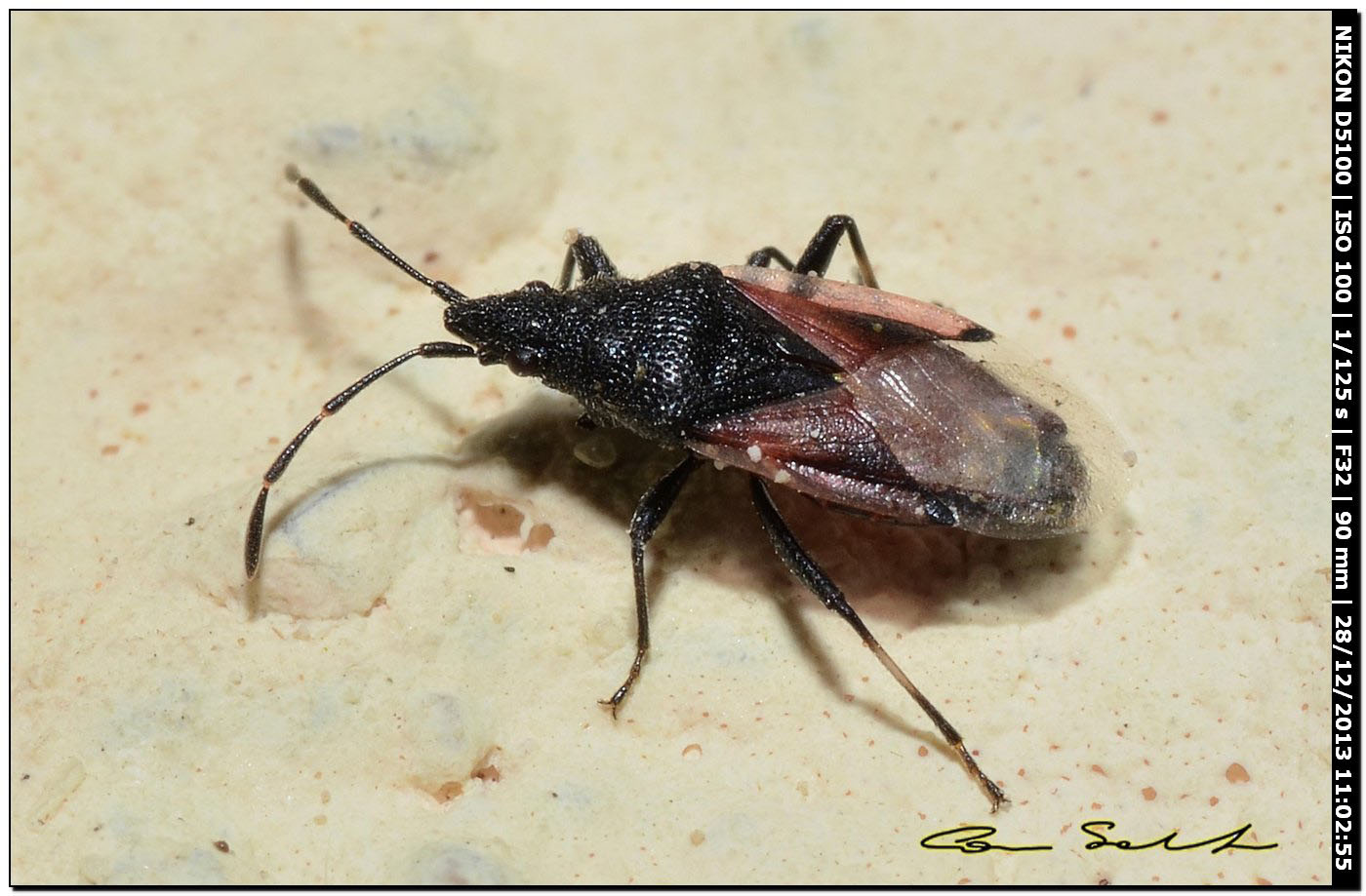 Lygaeidae: Oxycarenus lavaterae di Alghero (SS)