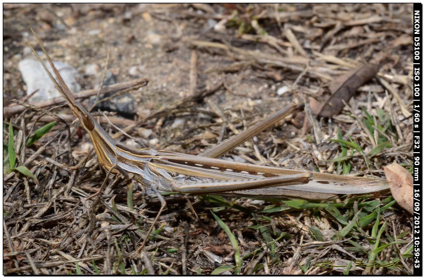 Mix di Acrididae