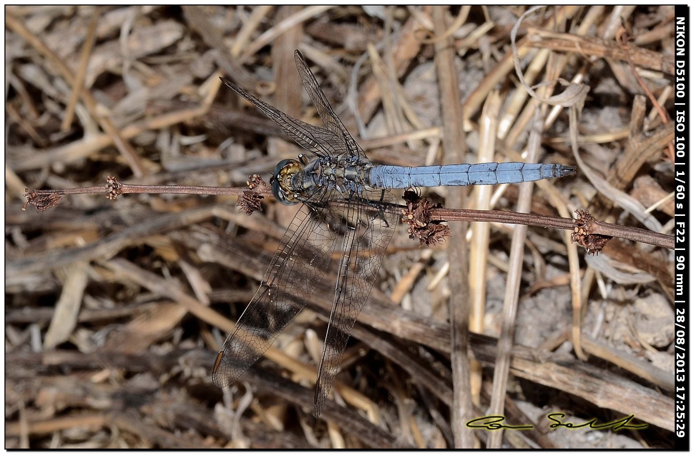 Orthetrum coerulescens anceps