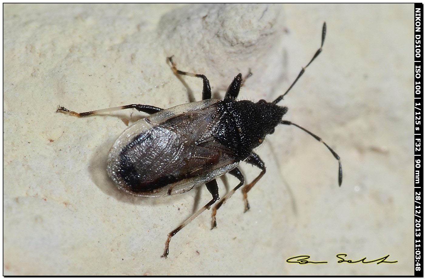 Da determinare - Oxycarenus hyalinipennis