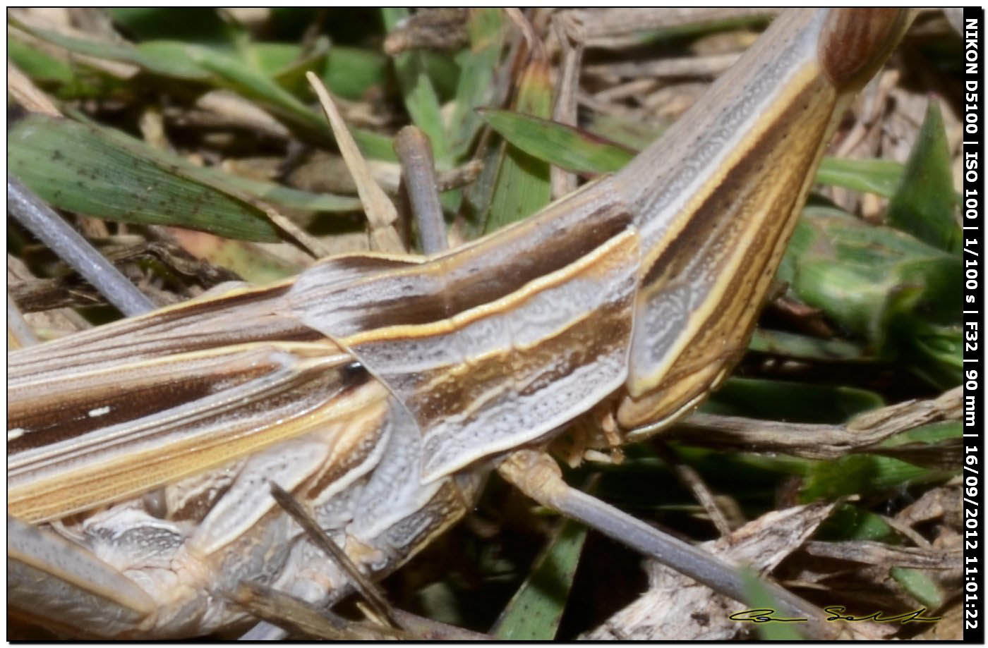 Mix di Acrididae