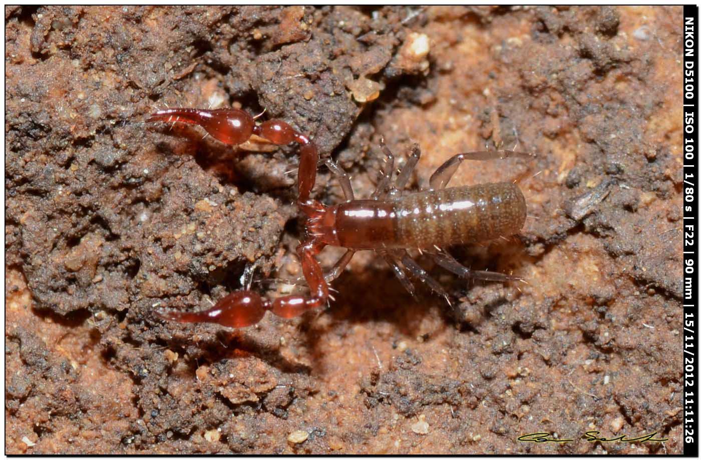 Chthoniidae? No. Neobisiidae