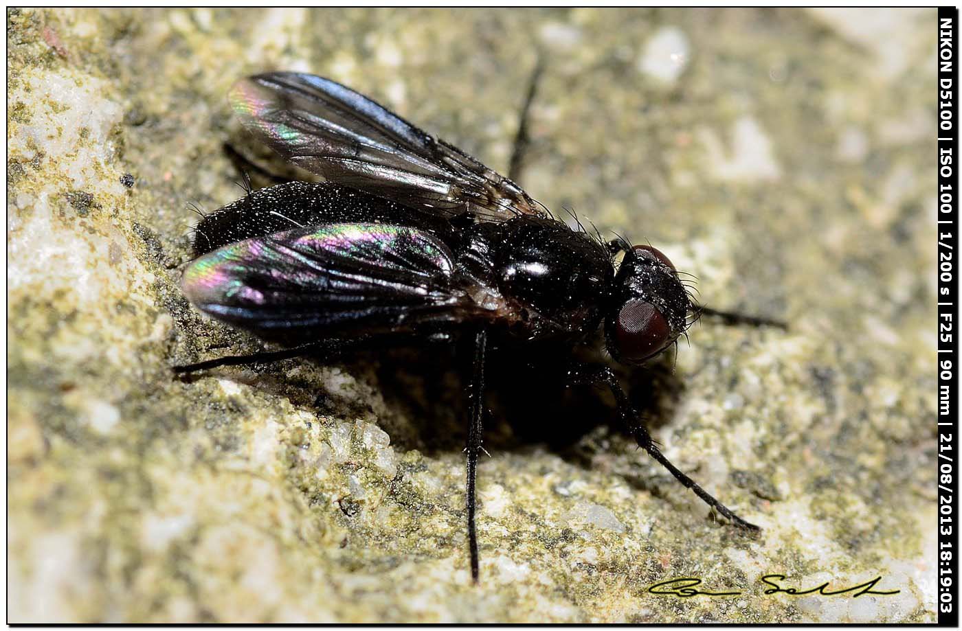 Melanophora roralis?, Rhinophoridae