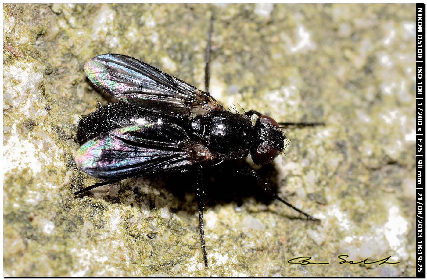 Melanophora roralis?, Rhinophoridae