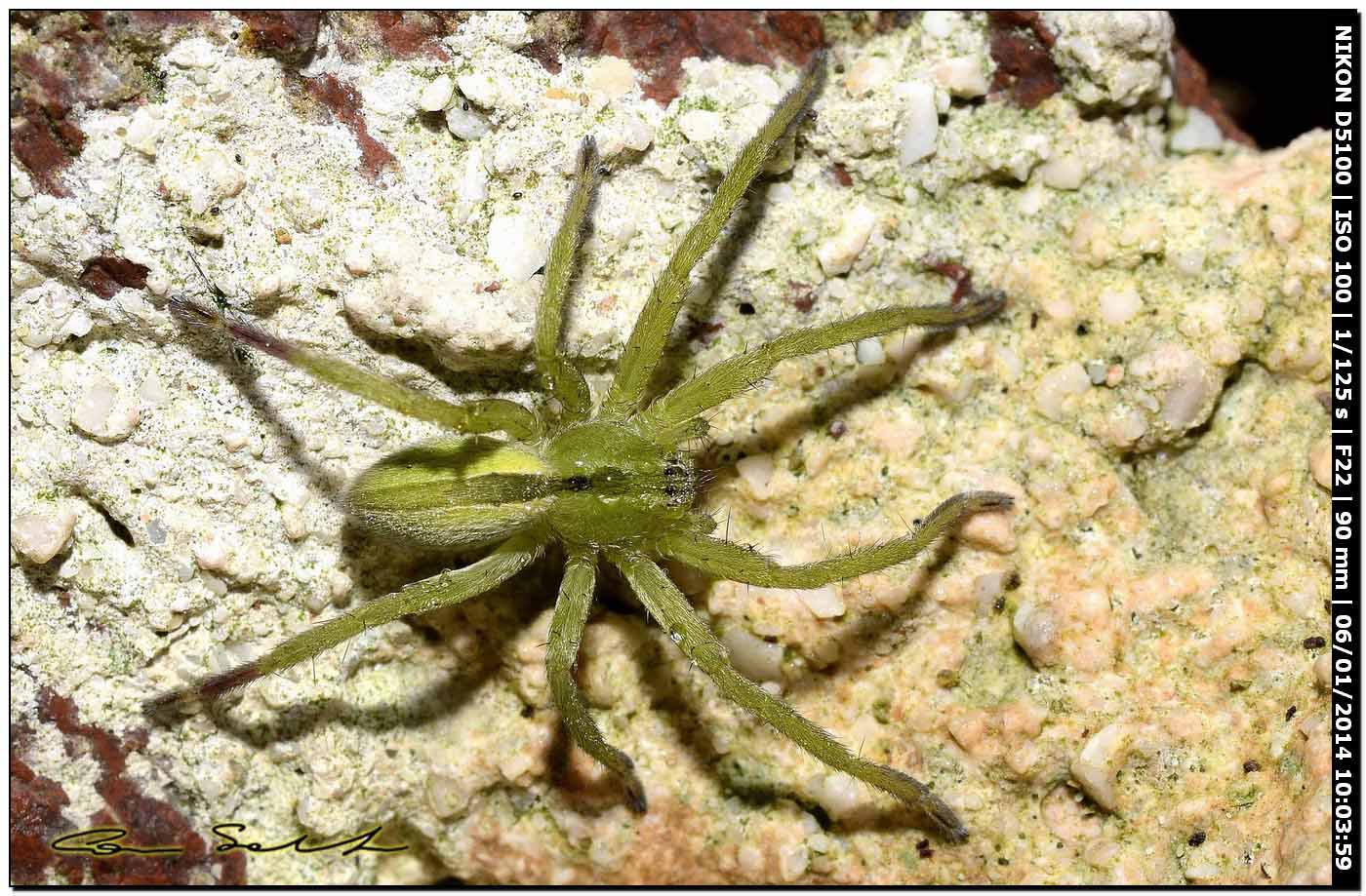 Micrommata ligurina - Alghero (SS)