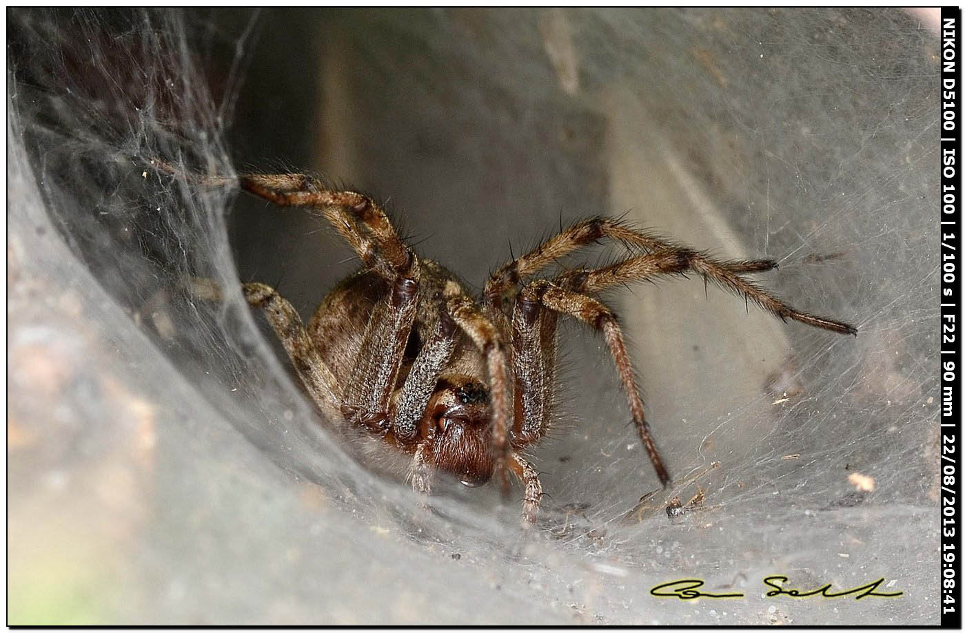 Agelena labyrinthica - Alghero (SS)
