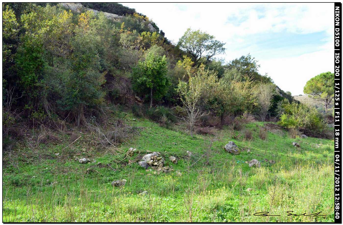 Limax del gruppo corsicus da Ittiri/Sardegna