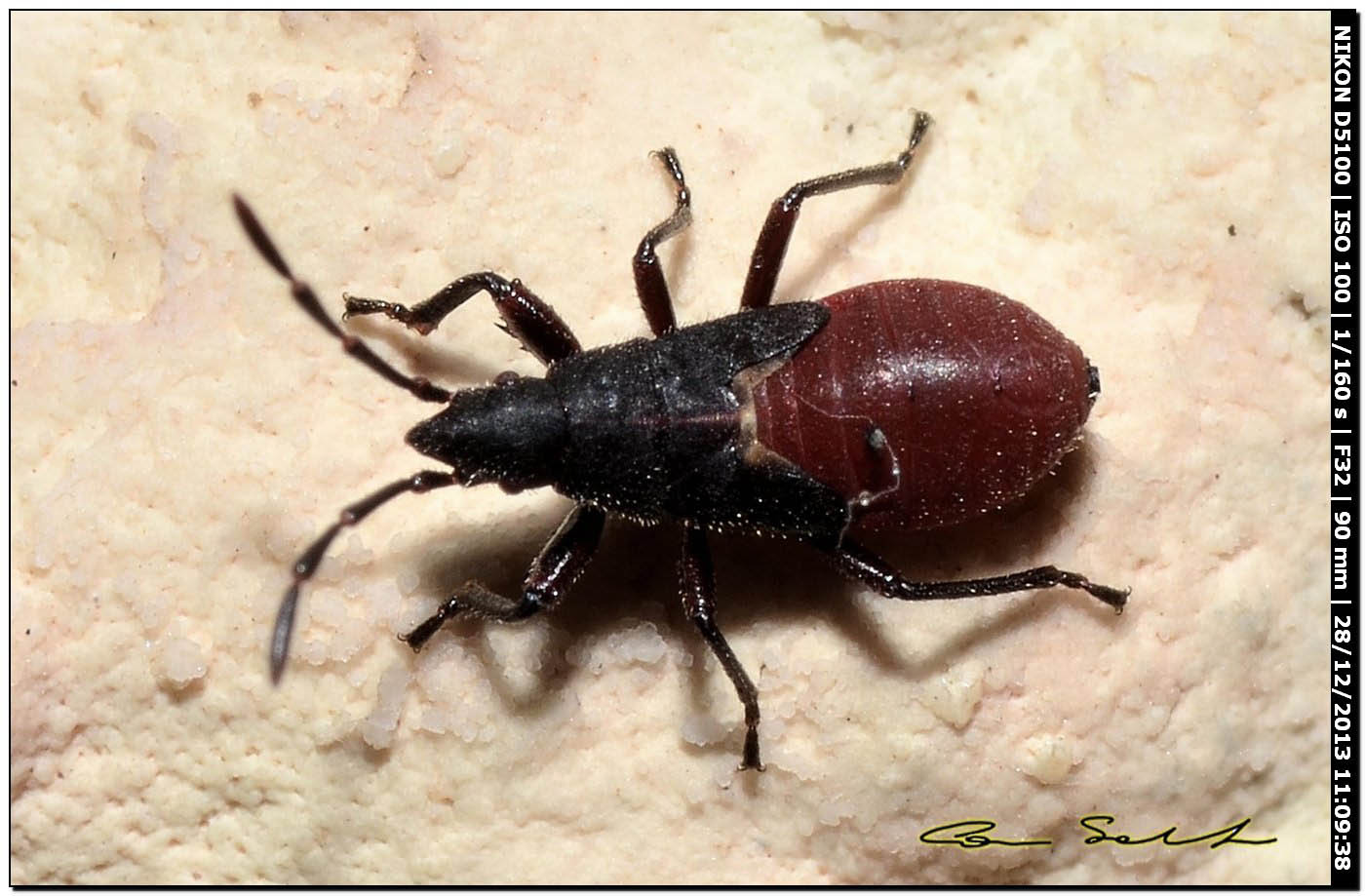 Lygaeidae: Oxycarenus lavaterae di Alghero (SS)