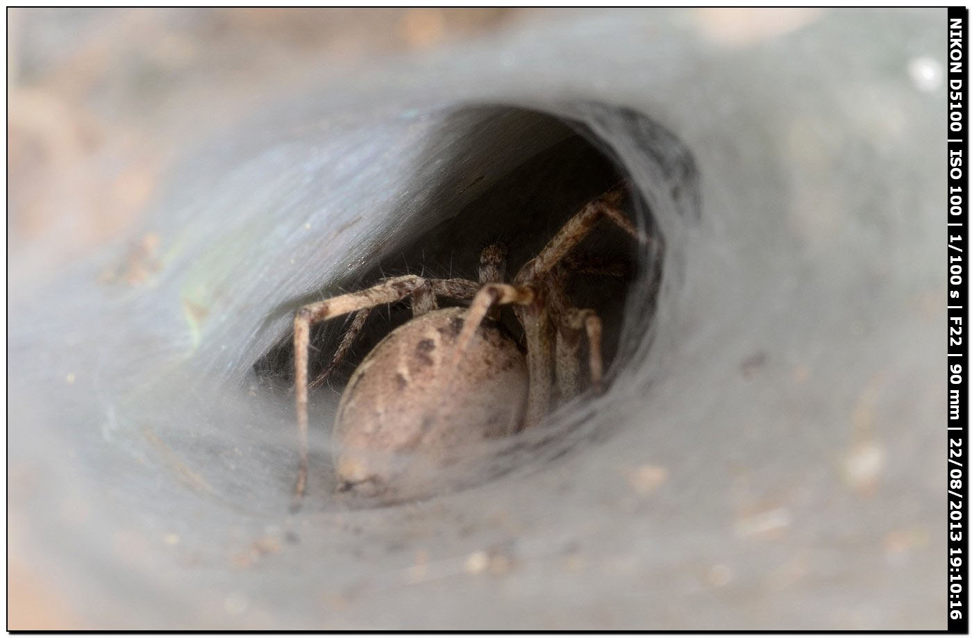 Agelena labyrinthica - Alghero (SS)