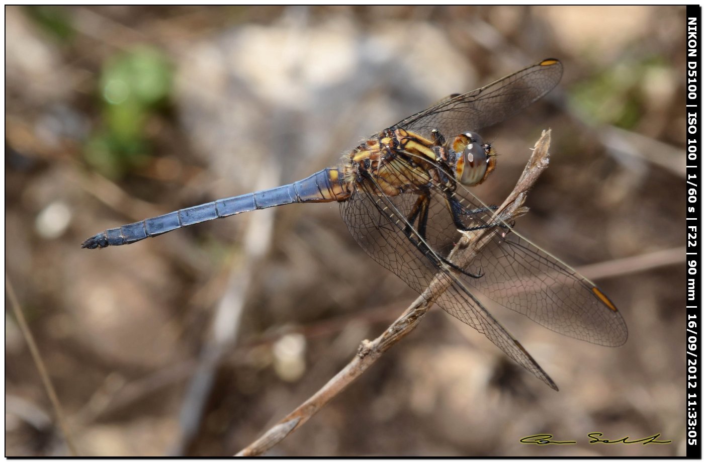 Orthetrum coerulescens anceps, maschio immaturo