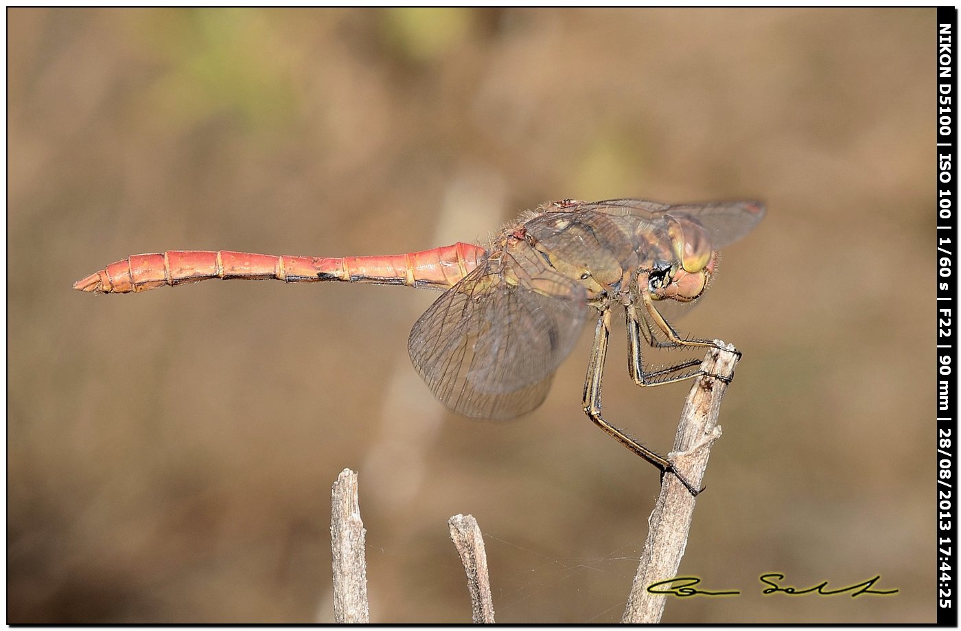 Sympetrum meridionale