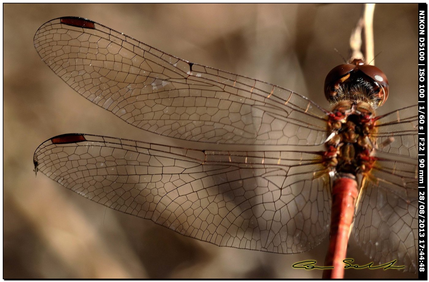 Sympetrum meridionale