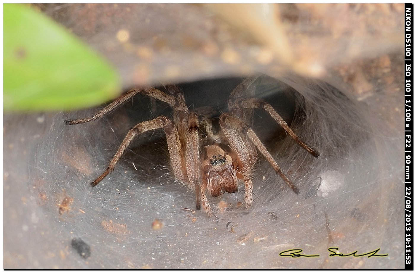 Agelena labyrinthica - Alghero (SS)