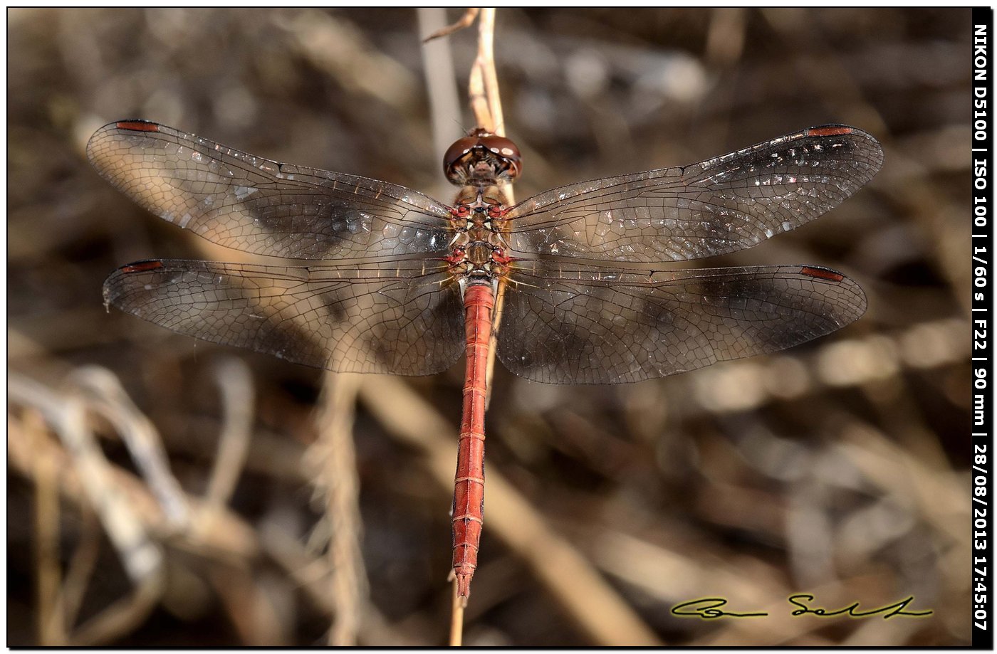 Sympetrum meridionale
