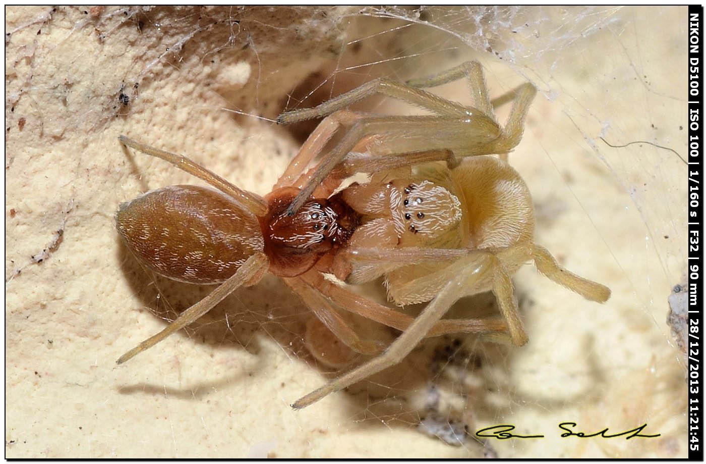 N. walckenaeri ♂♀, accoppiamento - Alghero (SS)