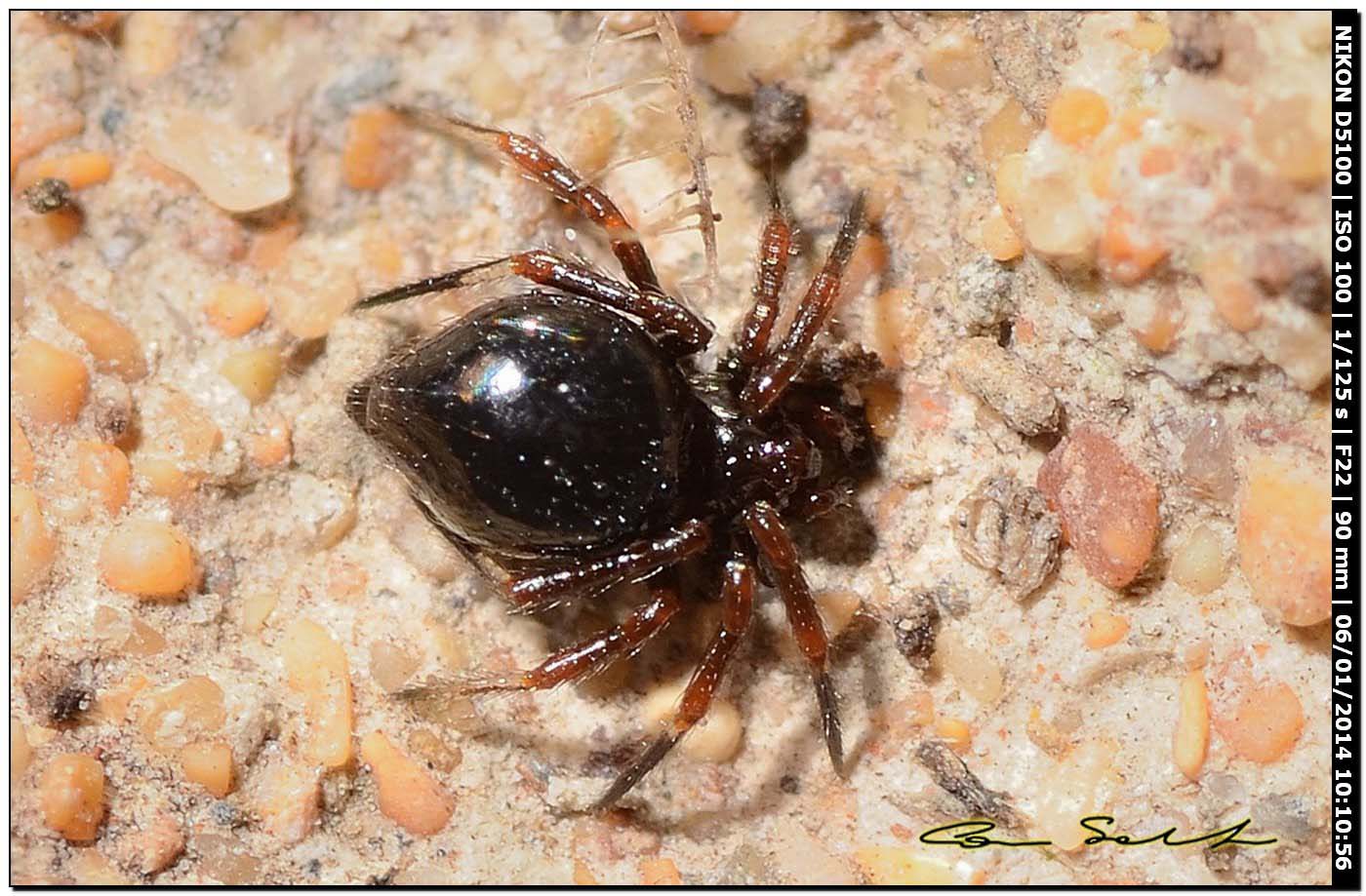 Euryopis episinoides - Alghero (SS)