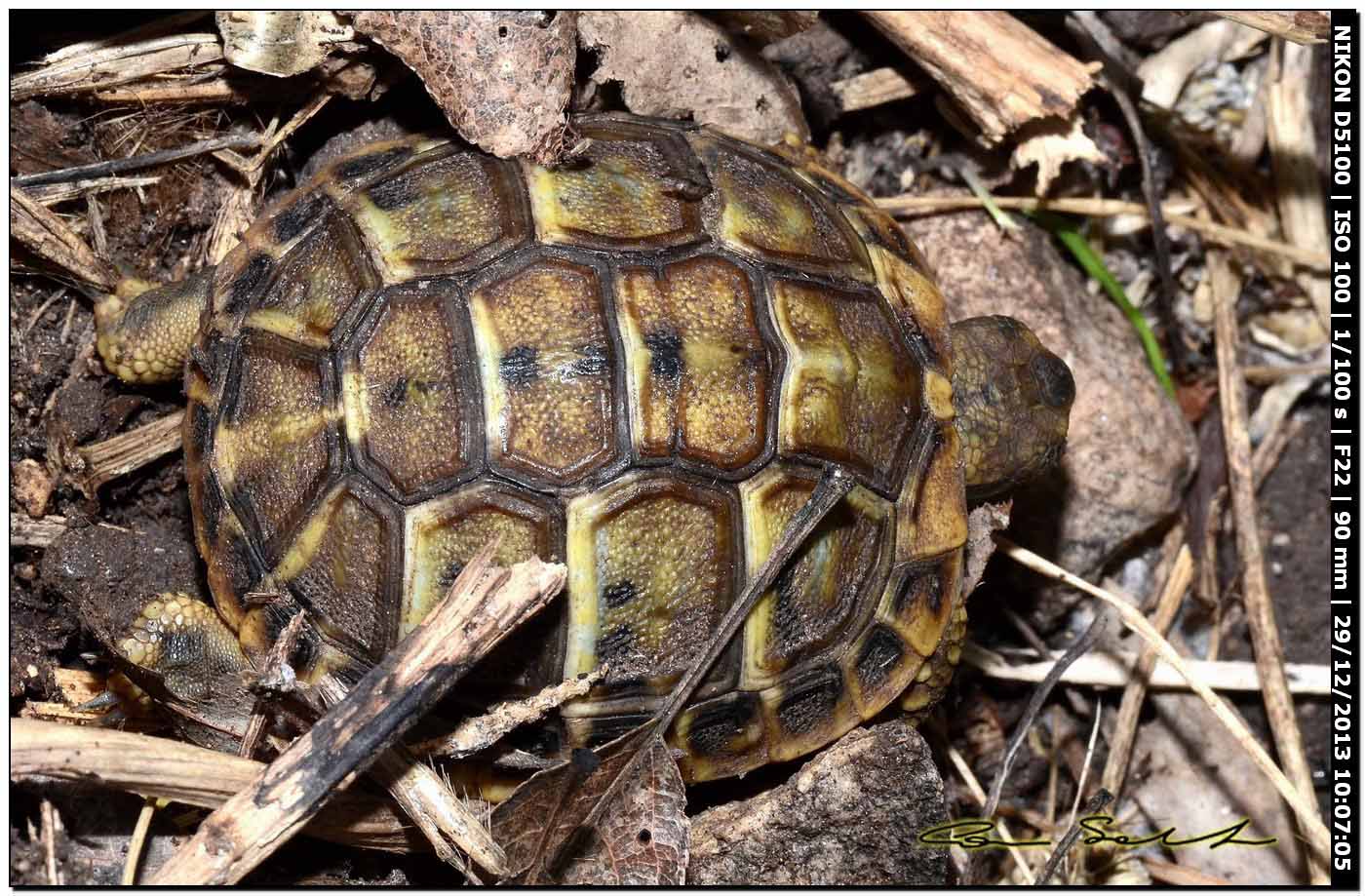 Testudo hermanni?